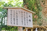 熱田神宮 大楠の案内看板の様子