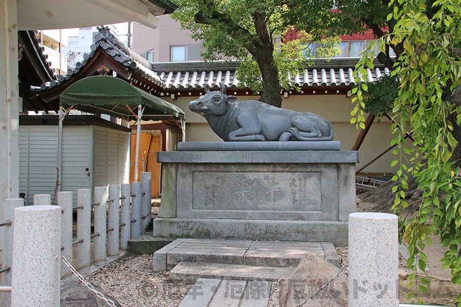 大阪天満宮 撫で牛の様子