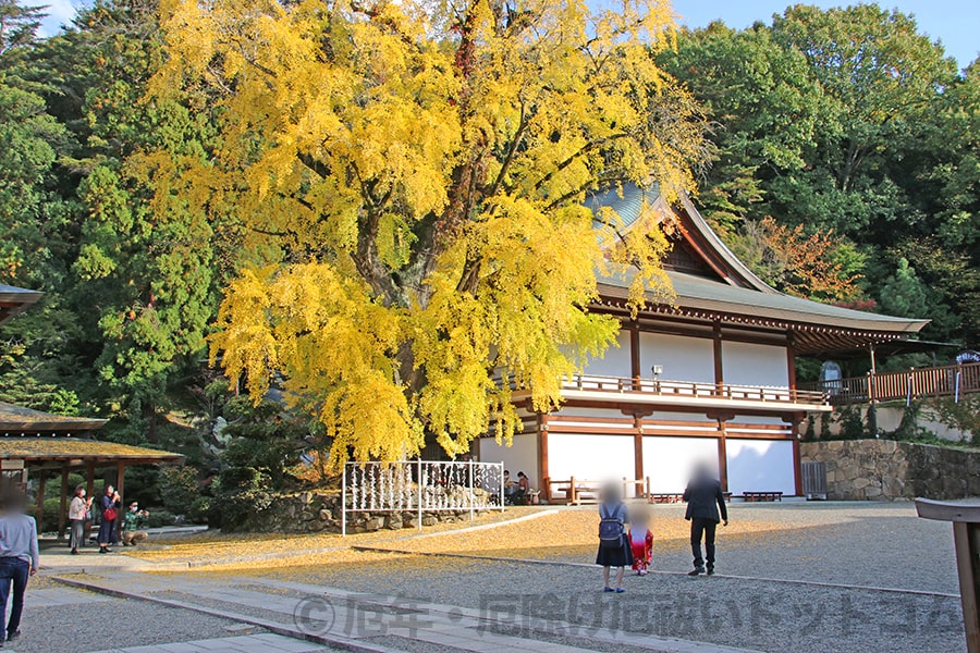 吉備津神社 いちょう神木の様子