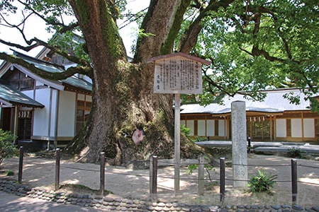 太宰府天満宮 大樟の様子