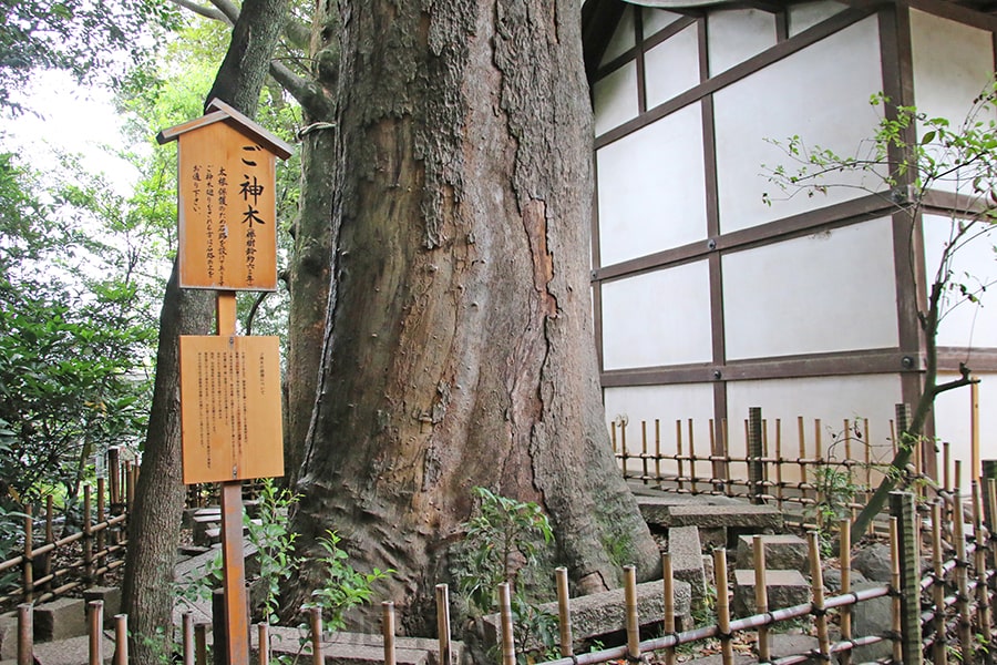 川越氷川神社 御神木の様子