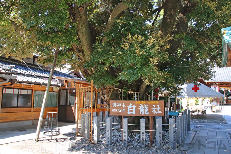 伊奴神社 御神木の白龍社の様子