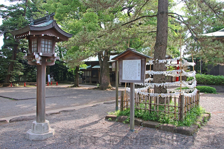 井草八幡宮 源頼朝公御手植の松の様子