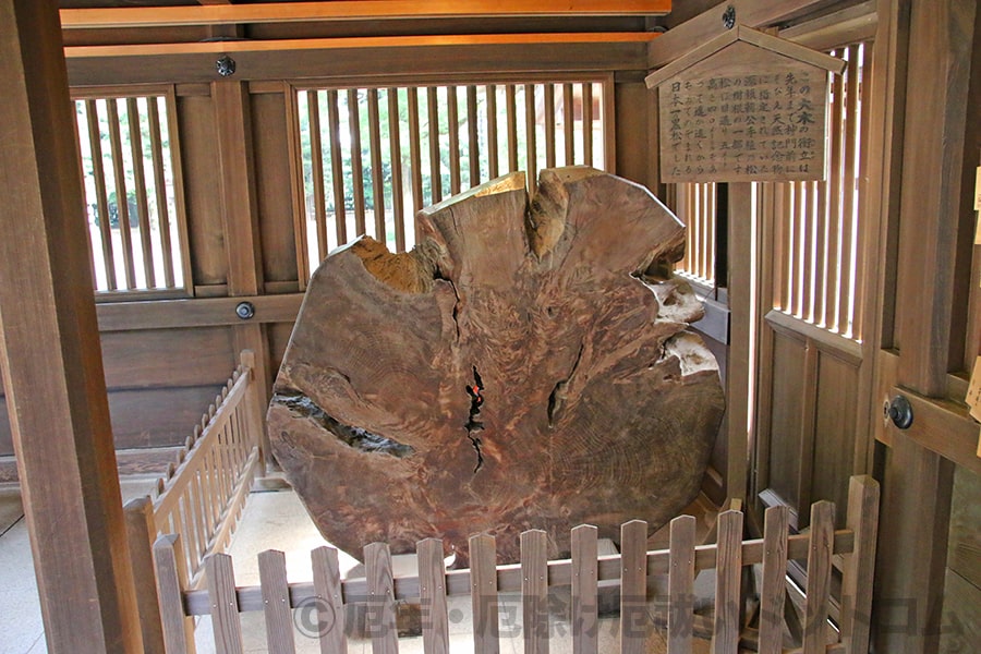 井草八幡宮 玉垣内に祀られている黒松（雄松）の様子