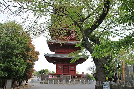 池上本門寺 五重塔の様子