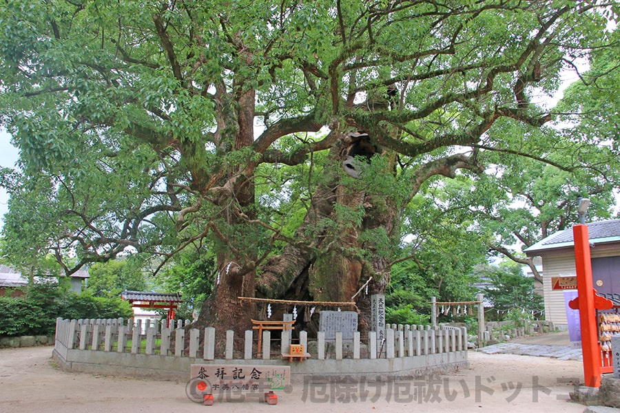 宇美八幡宮 衣掛の森（きぬかけのもり）の様子