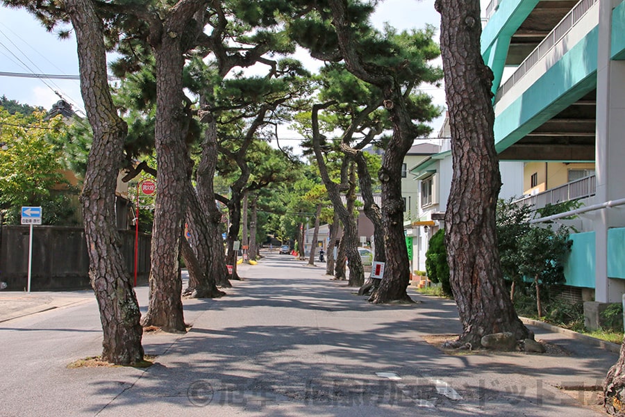 六所神社 表参道の松並木の様子