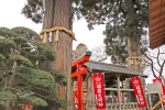 仙台総鎮守 愛宕神社 御神木夫婦杉の様子