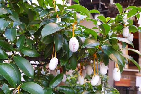 小網神社 樹木に掛けられているまゆ玉おみくじアップの様子