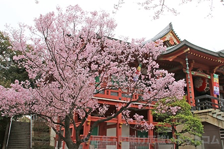 目黒不動尊 瀧泉寺 大本堂と桜の様子