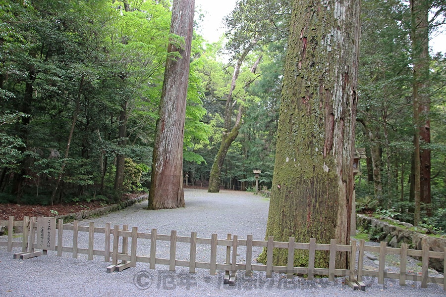 伊勢神宮 内宮 境内の神宮杉の数々の様子 その1