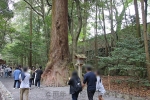 伊勢神宮 内宮 境内の神宮杉の数々の様子 その2