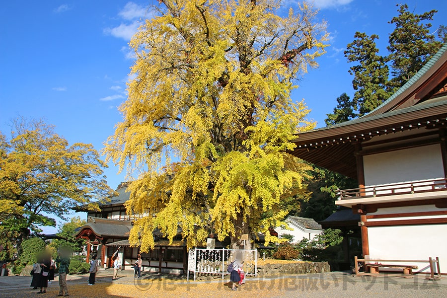 吉備津神社 神木いちょう神木の様子